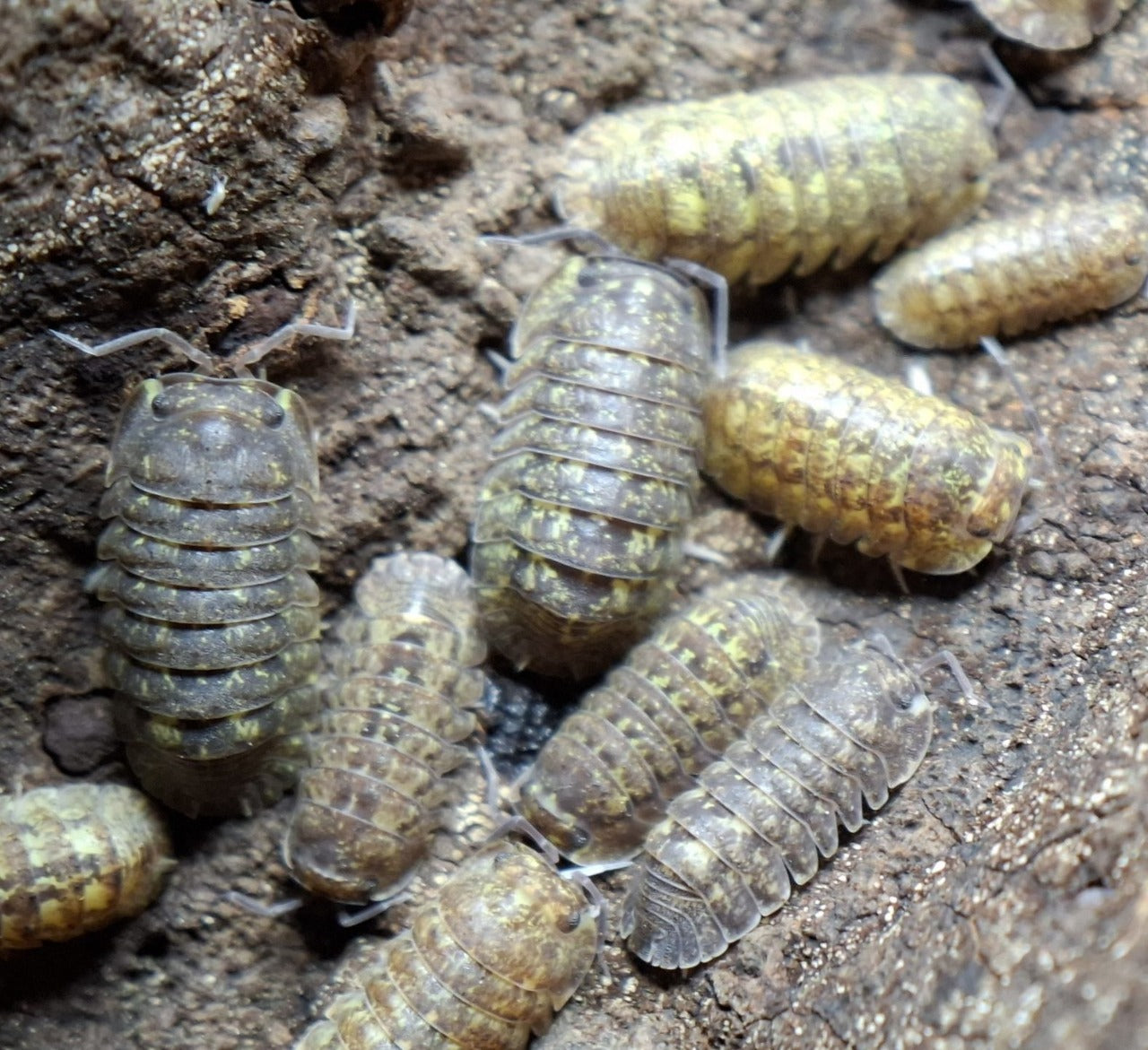 Isopods