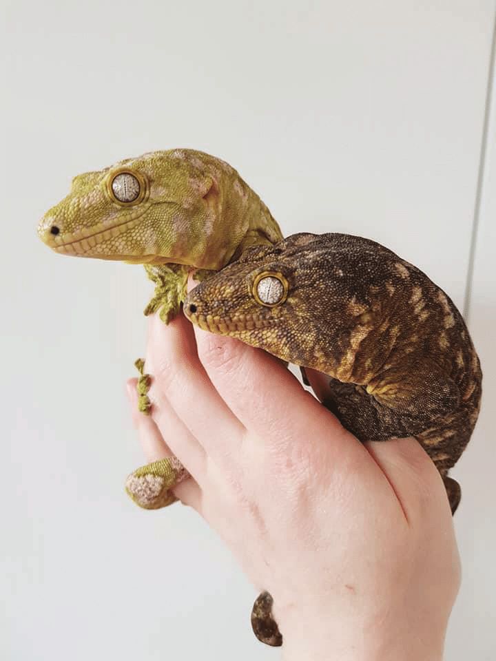 Two geckos on a person's hand against a white background