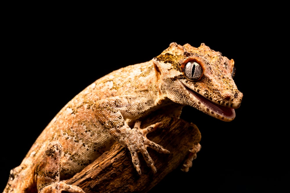 Gecko on a branch with a black background
