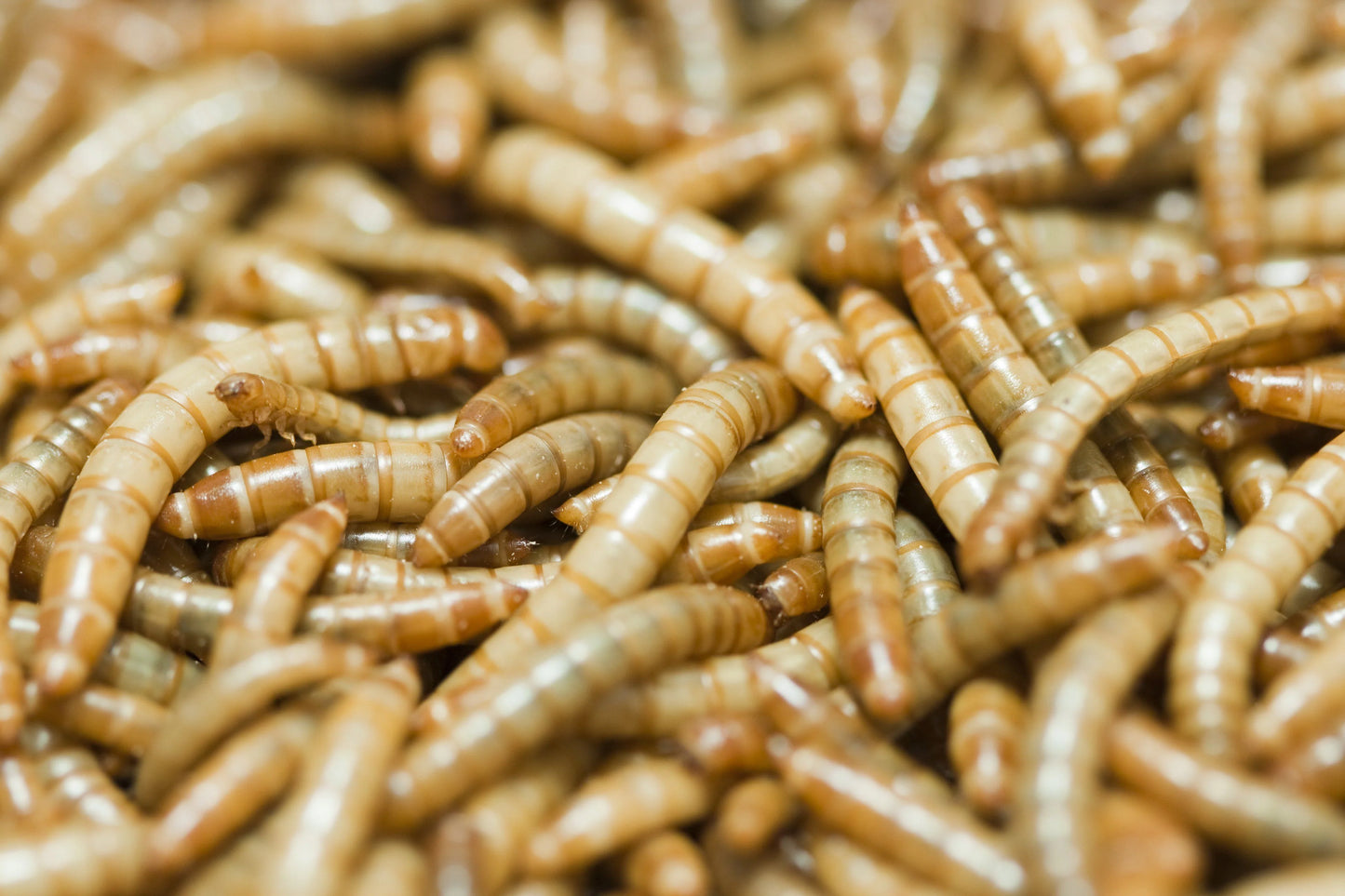 Close-up of a pile of meal worms