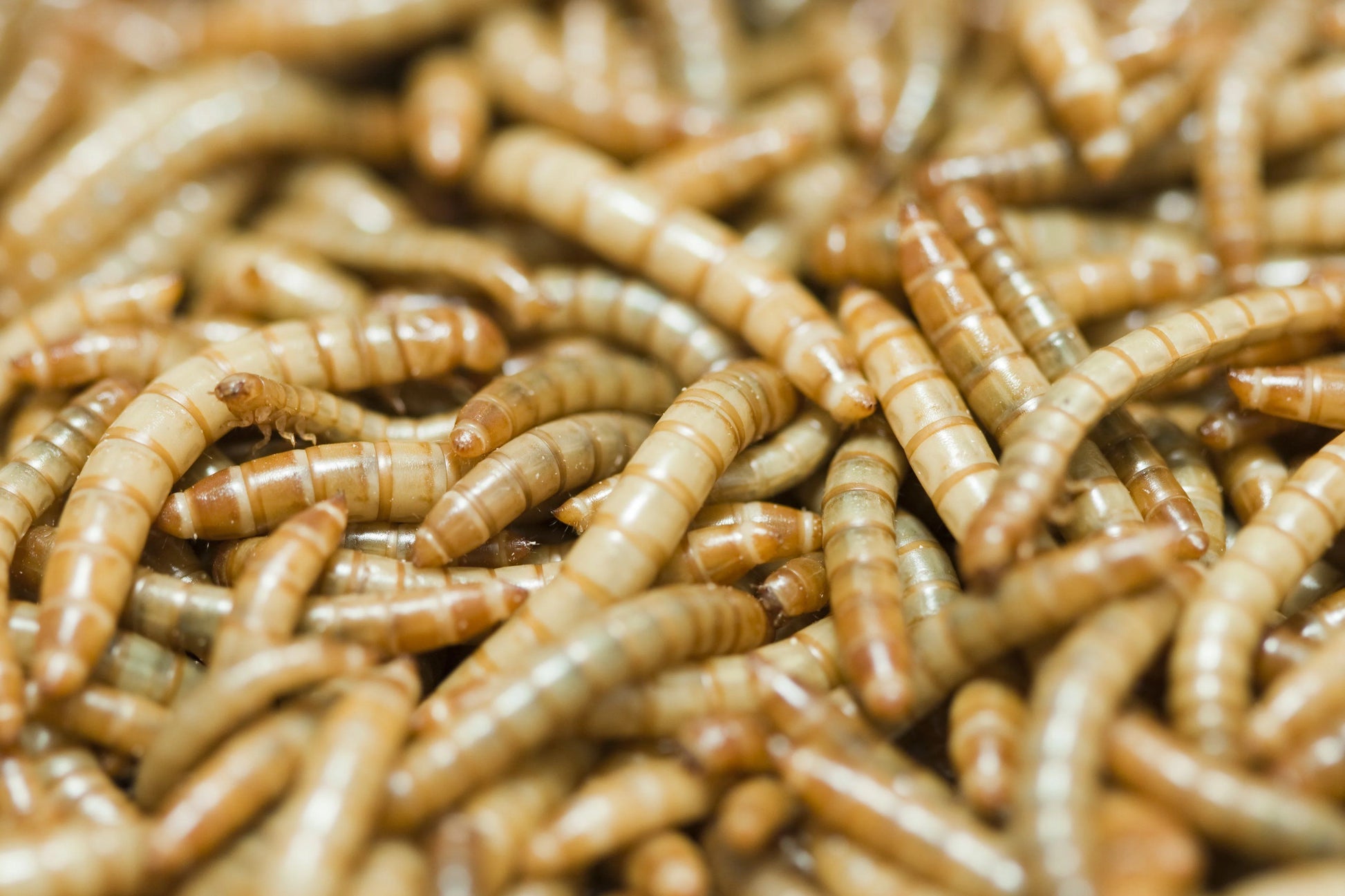 Close-up of a pile of meal worms