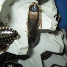Live Dubia roaches in multiple sizes and box quantities for reptile feeding.