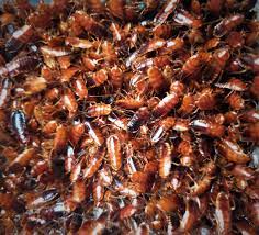 Live Turkistan roaches available in multiple sizes and box quantities.