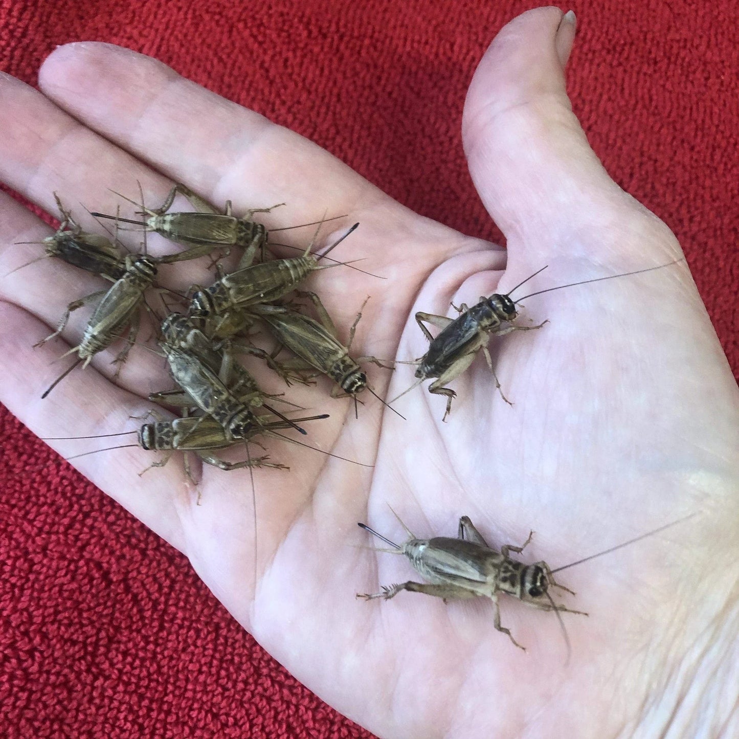 Cricket close-up: "Live crickets feeder insects for reptiles and amphibians