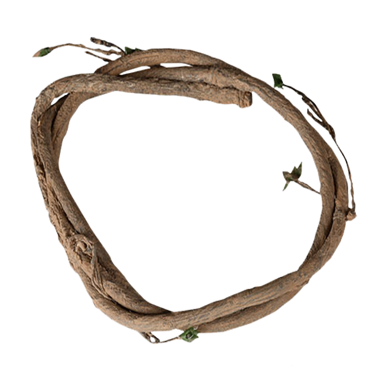 Close-up of natural moss texture on vine