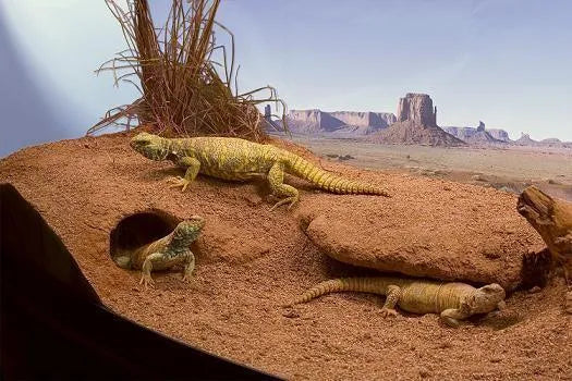 Clay Burrowing Substrate Giangarden CS15