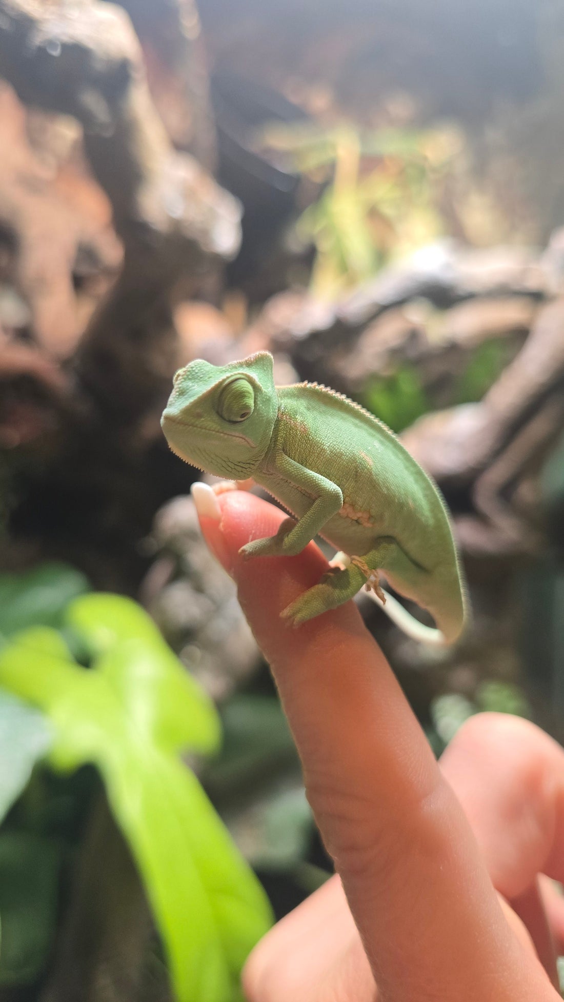 Veiled Chameleon Care Guide & Setup Costs | Repticube