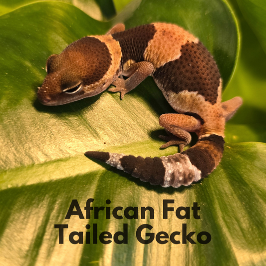 Meet the African Fat Taile Gecko