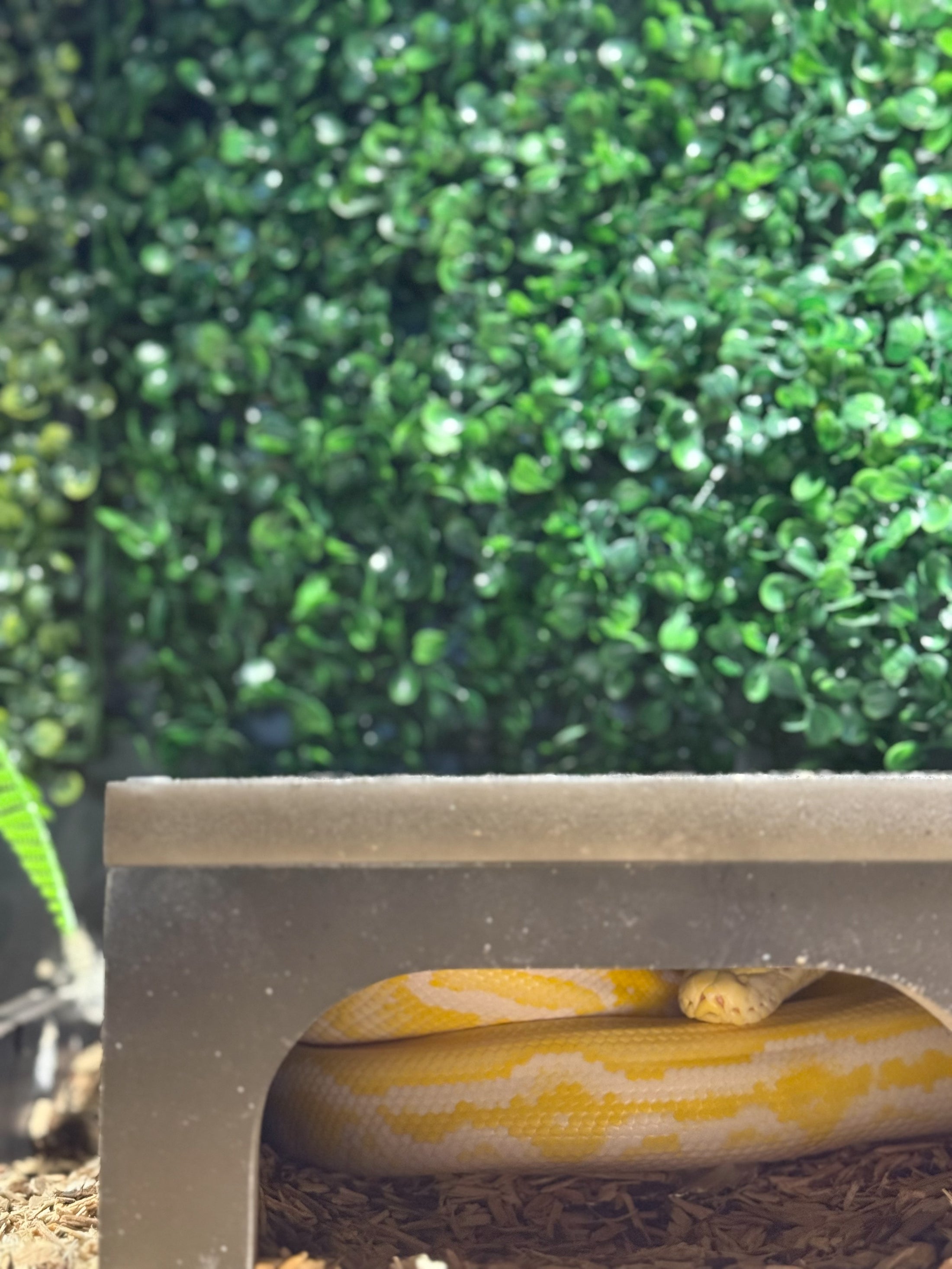 The Importance of Reptile Hides How to Choose the Right Hide REPTICUBE