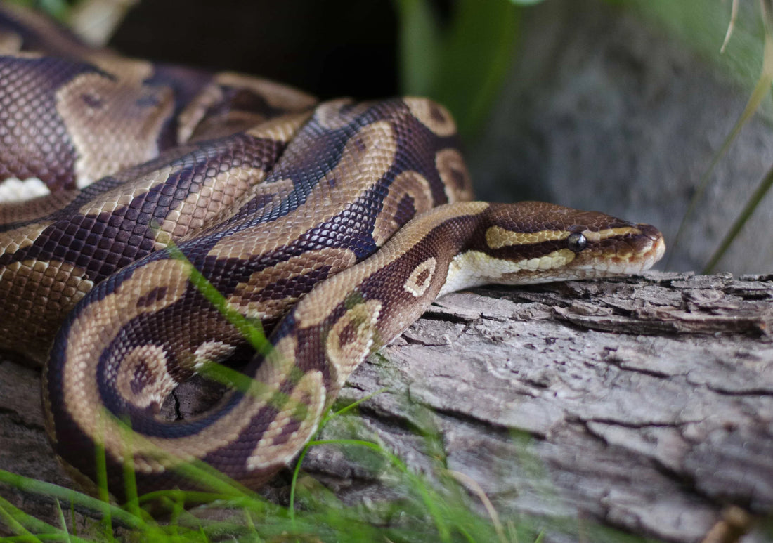 Ball Python Care guide