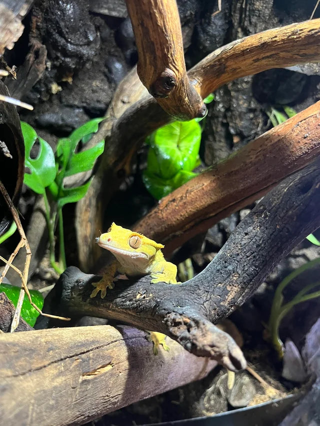 Crested Gecko's - Care guide and what they need
