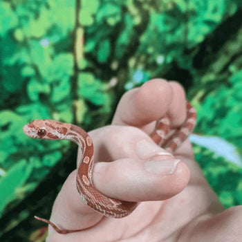 Corn Snake Care Guide Everything You Need To Know REPTICUBE corn-snake-care-guide-everything-you-need-to-know-repticube
