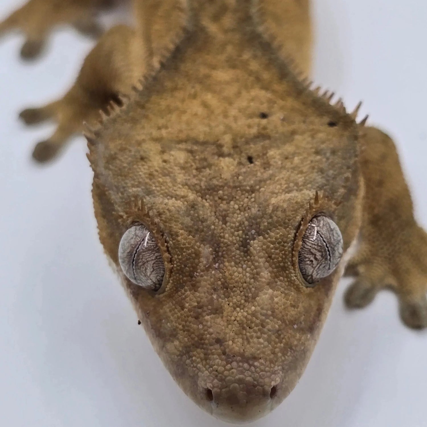 Crested gecko (Rhacodactylus ciliatus) with vibrant pattern and crest.
