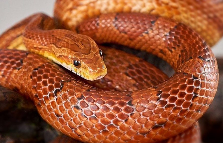 Blood Red Corn snake