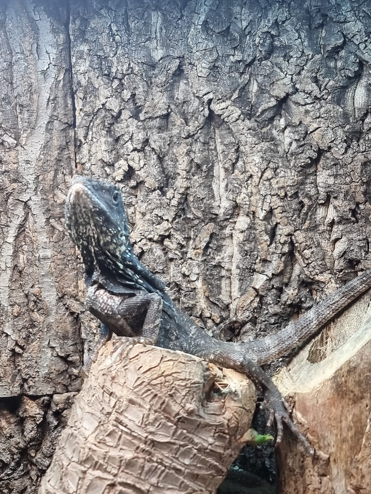rilled dragon with frill extended in defensive posture”
