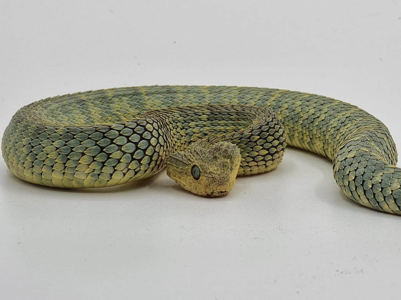 Bush viper snake - Repticube