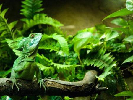 Realistic artificial jungle plants for tropical reptile enclosure design”