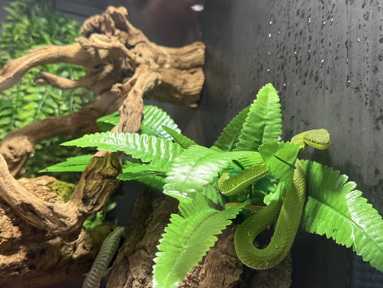 Repticube with Green vipers in RCB30