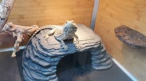“Focused basking light over rock platform in tropical terrarium”