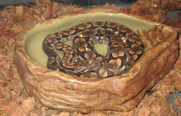 Ball Python Water Bowls