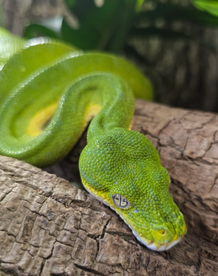 Bush viper snake - Repticube