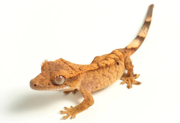 Crested  Gecko Starter Kits