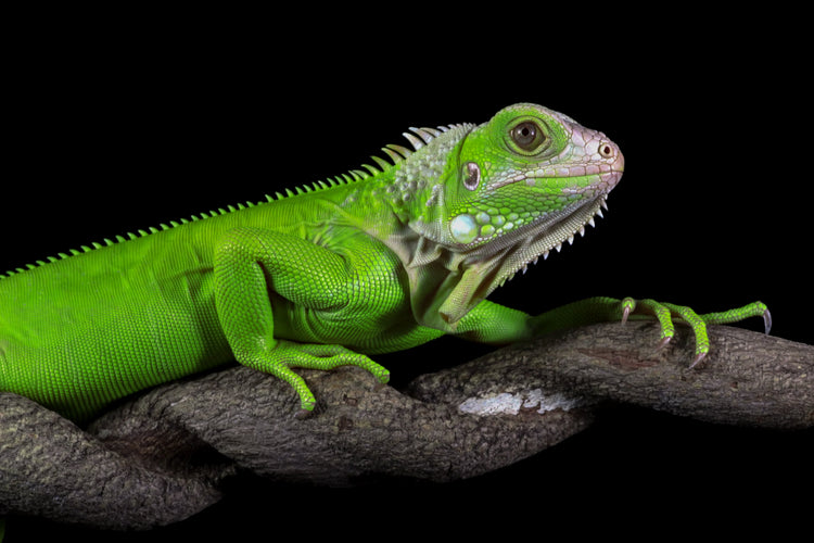 “Exotic reptiles for sale in Western Cape pet shop”