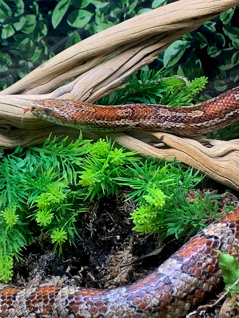 Corn Snake Enclosures