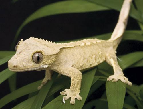 Crested Gecko Collection