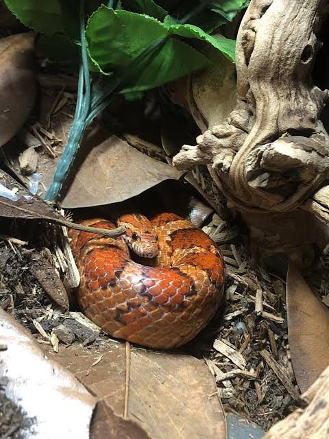 Corn Snakes Care Guide