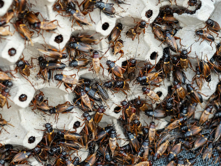 Insects for reptiles in a breeding cage
