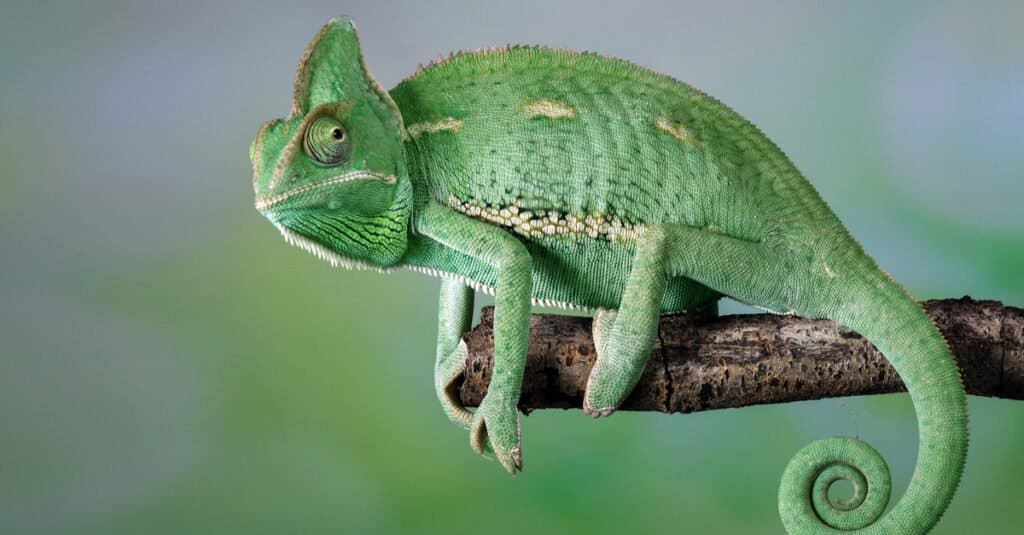 Veiled Chameleon