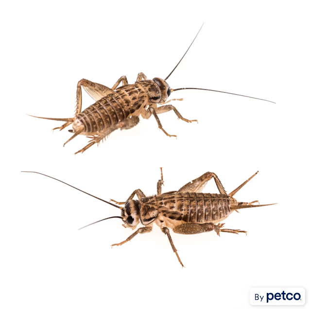 Cricket close-up: "Live crickets feeder insects for reptiles and amphibians