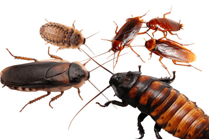 Live Turkistan roaches available in multiple sizes and box quantities.