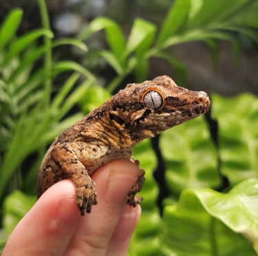 Buy Lizards in South Africa | Ethically Raised, Permit-Compliant ...