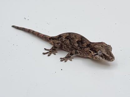 Gargoyle Gecko