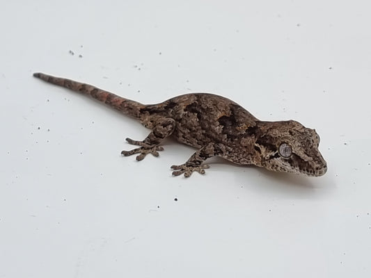Gargoyle Gecko