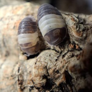 Isopods