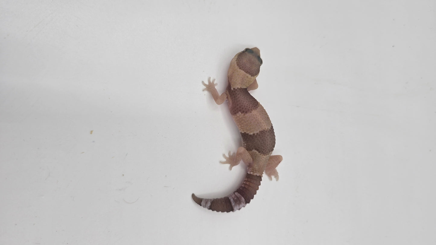 African Fat tailed Gecko 1