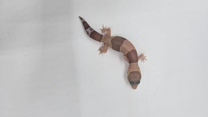African Fat tailed Gecko 1