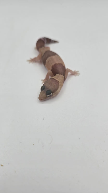African Fat tailed Gecko 1