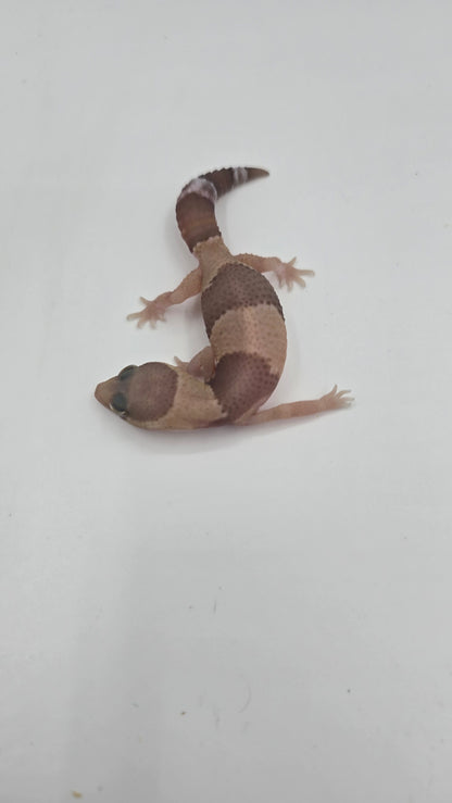 African Fat tailed Gecko 1