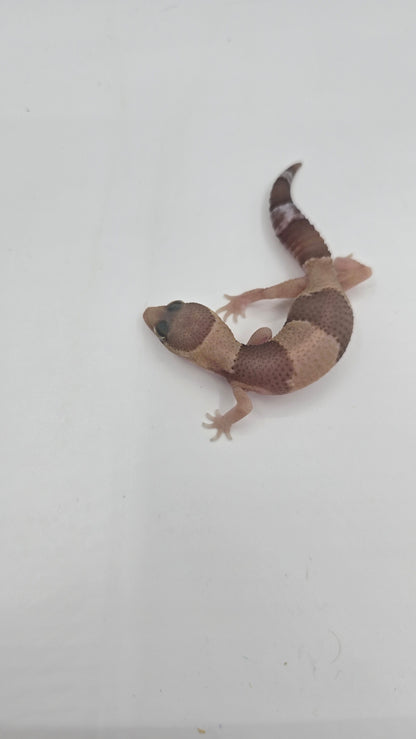 African Fat tailed Gecko 1