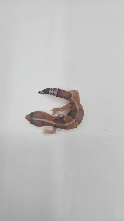 African Fat tailed Gecko 3