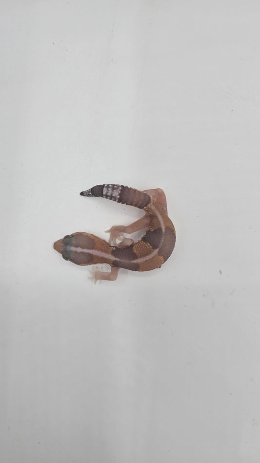 African Fat tailed Gecko 3