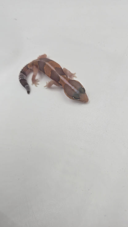 African Fat tailed Gecko 3