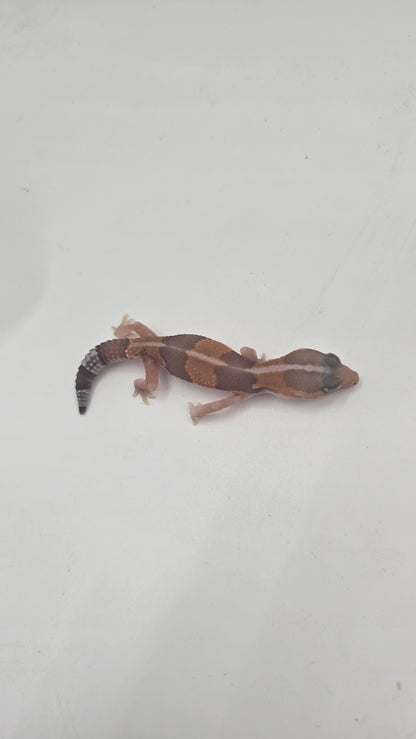 African Fat tailed Gecko 3
