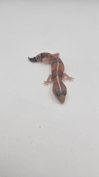 African Fat tailed Gecko 3