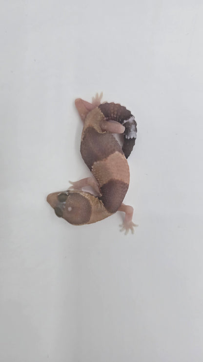 African Fat tailed Gecko 4