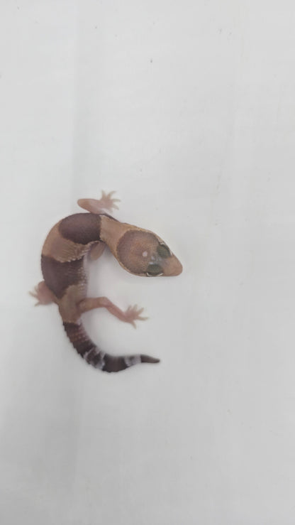 African Fat tailed Gecko 4